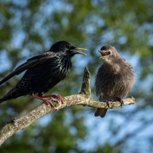 Redwell   27 05 2020   D500   Les 93.jpg